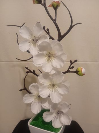 Arbuste fleurs de cerisiers 