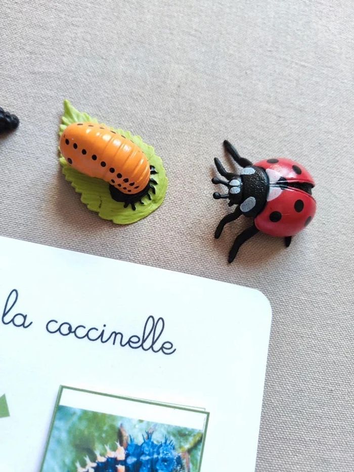 Kit cycle de vie d'une coccinelle Montessori - photo numéro 3