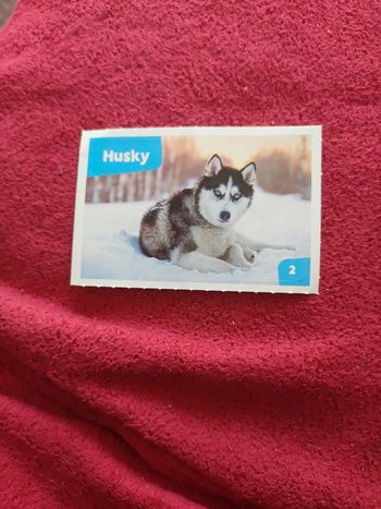 Autocollant nos amies les bêtes