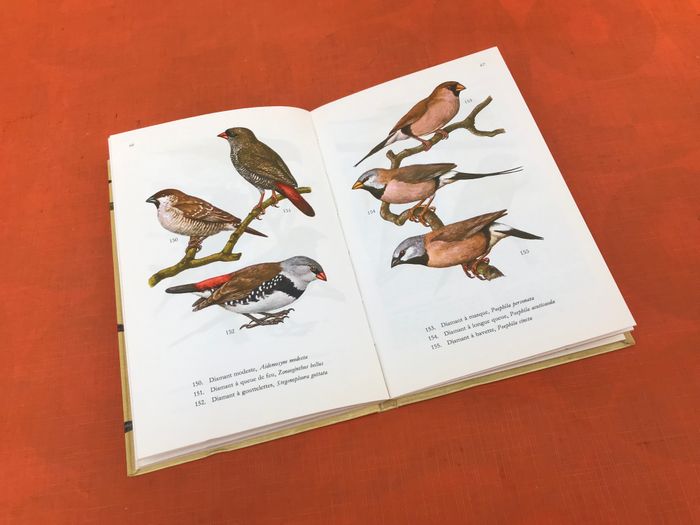C. Mandahl-Barth et J.Dorst  Oiseaux de Cage et de Volière - photo numéro 5