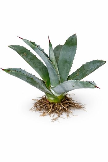 Agave americana 