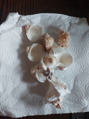 Coquillages décoratifs