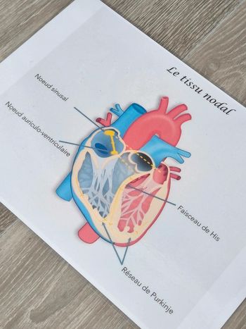 Fiche A4 sur le tissu nodal