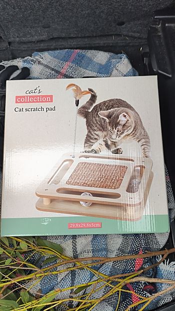 jeu chat 