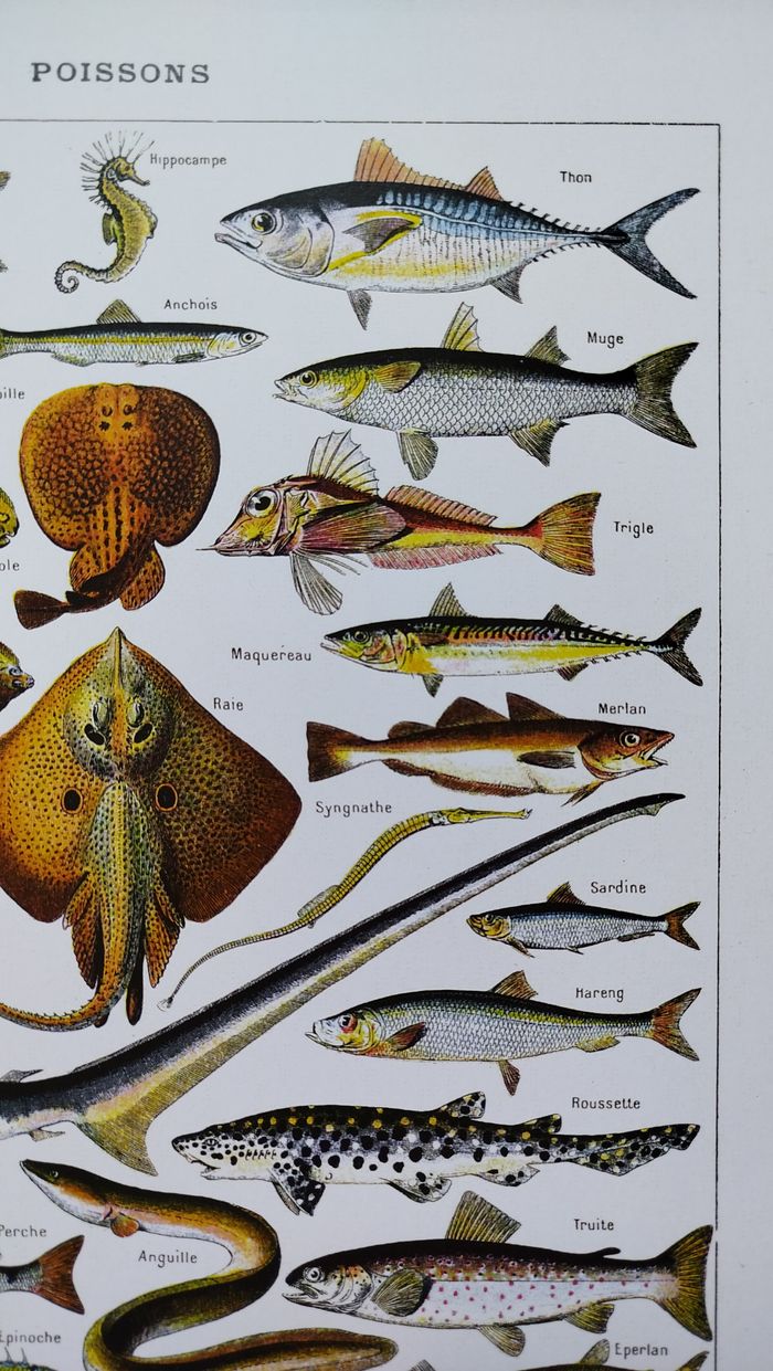 Affiche naturaliste sur les poissons, d'après une lithographie de 1928 - photo numéro 3