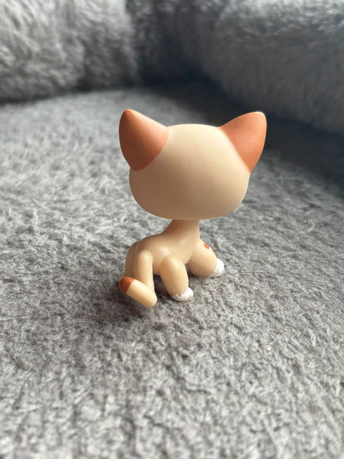 Chat petshop - photo numéro 5