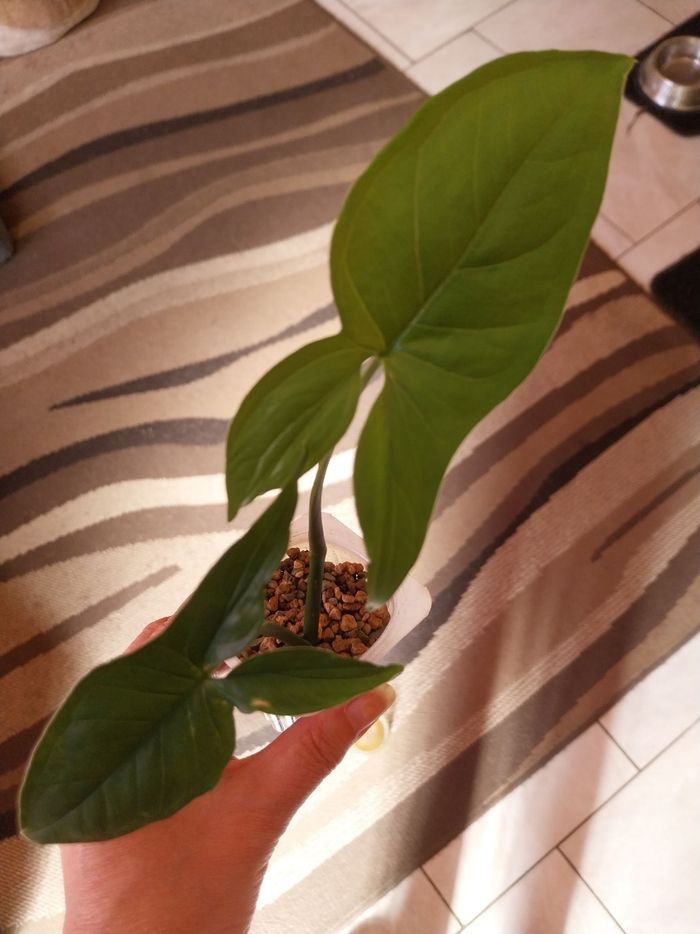 Syngonium - photo numéro 3