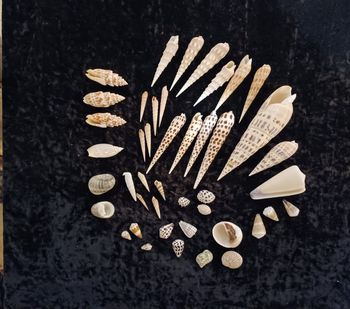 Lot coquillages