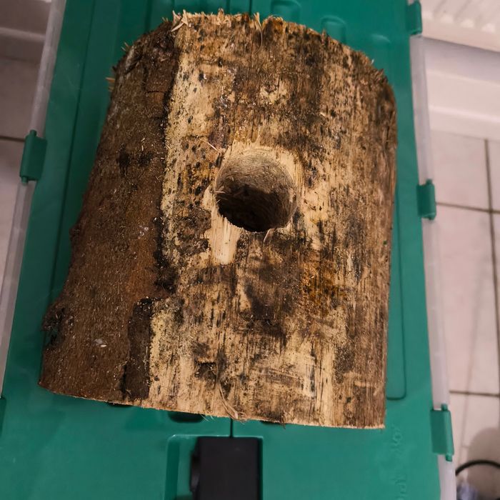 Support en bois sapin de Noël - photo numéro 3