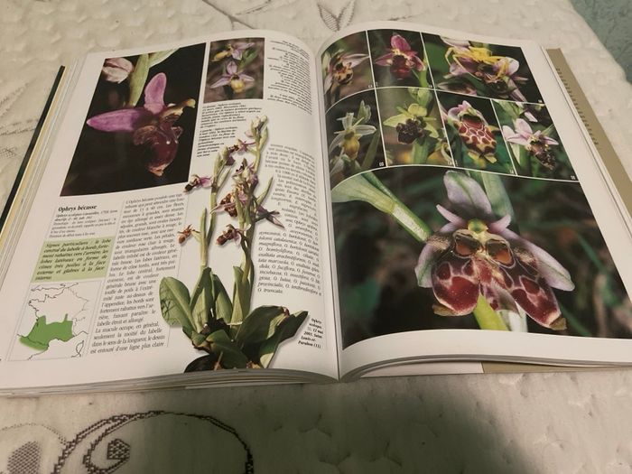 Les orchidées - photo numéro 5