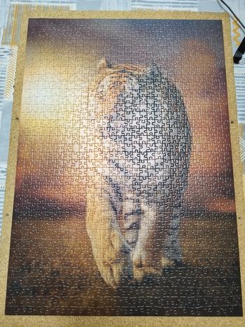 Puzzle tigre