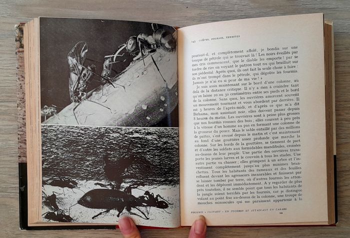 rémy chauvin - les sociétés animales de l'abeille au gorille - photo numéro 9