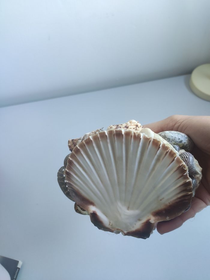 Composition en coquillage Catalogne - photo numéro 6