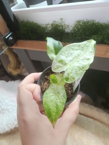 Lot alocasia platinium et odora batik 