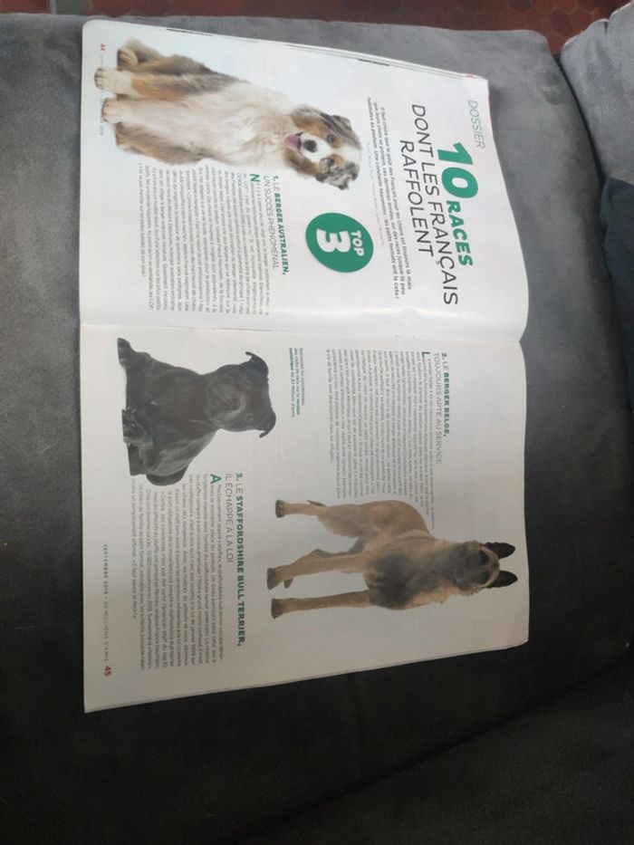 Magazine 30 millions d'amis numéro 376 septembre 2019 - photo numéro 8
