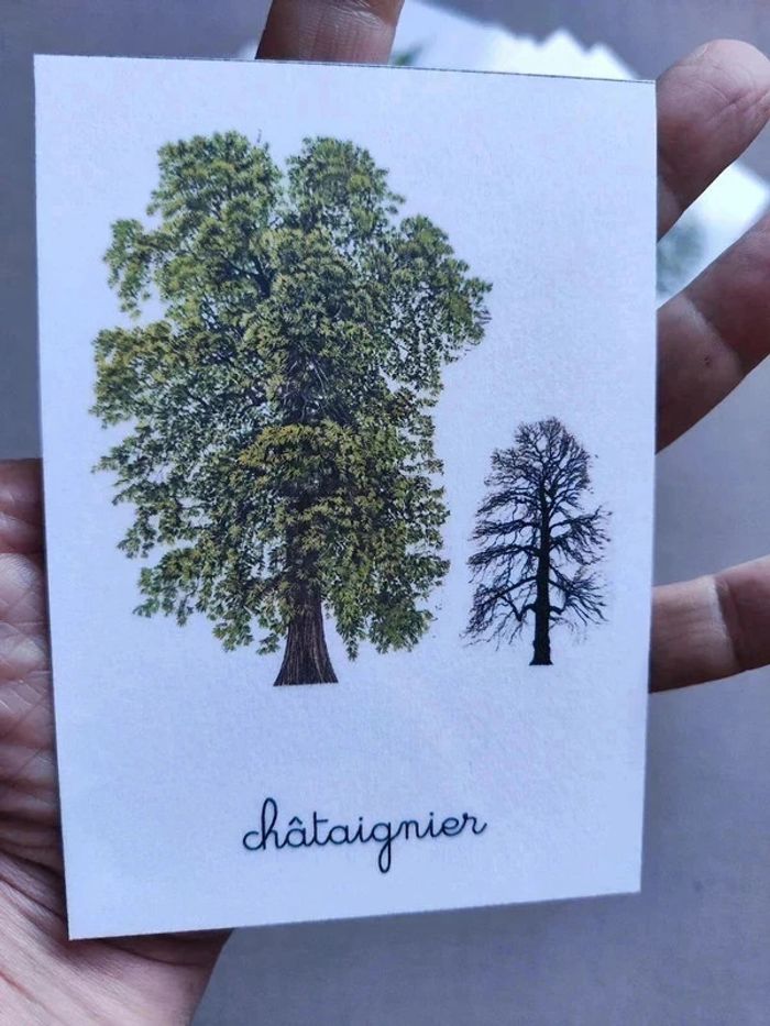 48 cartes de nomenclature recto verso des arbres - photo numéro 3