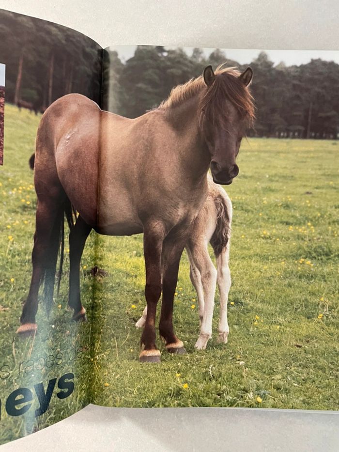 L'encyclopédie pratique du cheval - photo numéro 3