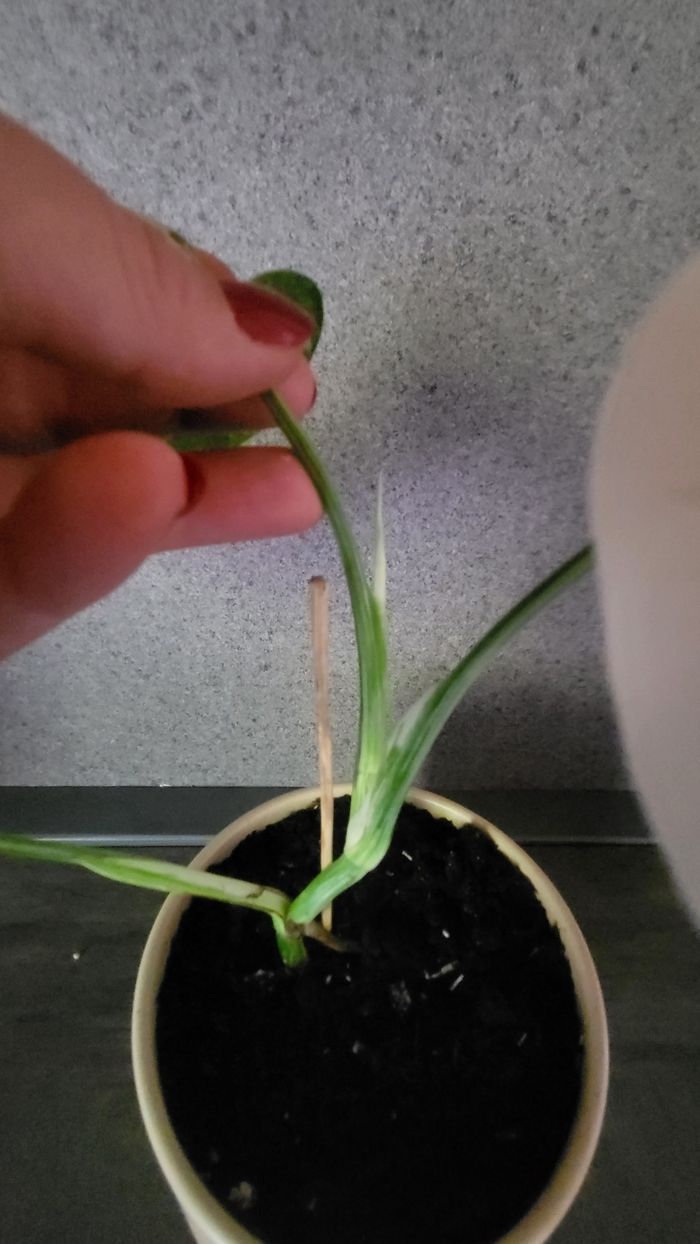 Monstera variegata - photo numéro 8