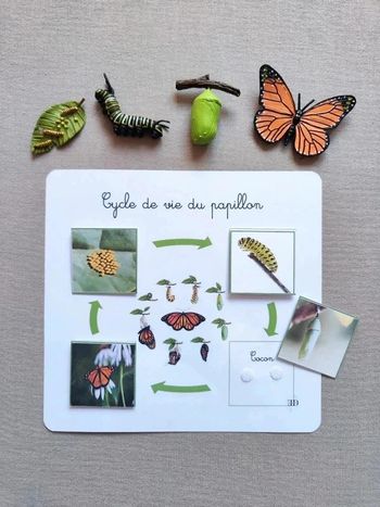 Kit cycle de vie d'un papillon Montessori
