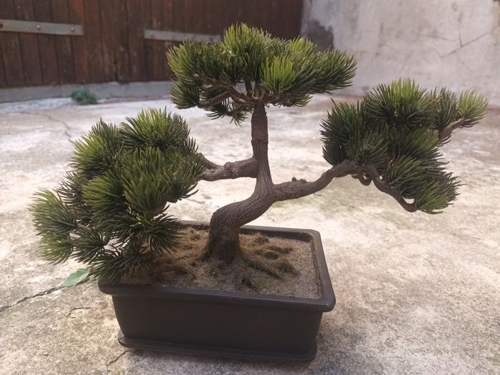 magnifique arbre vintage bonsai pin conifère déco - photo numéro 5