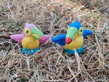 Couple oiseaux toucans little people