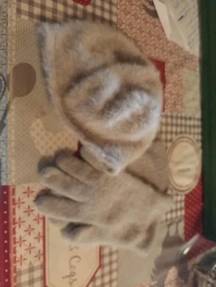 Ensemble bonnet gants femme - photo numéro 2