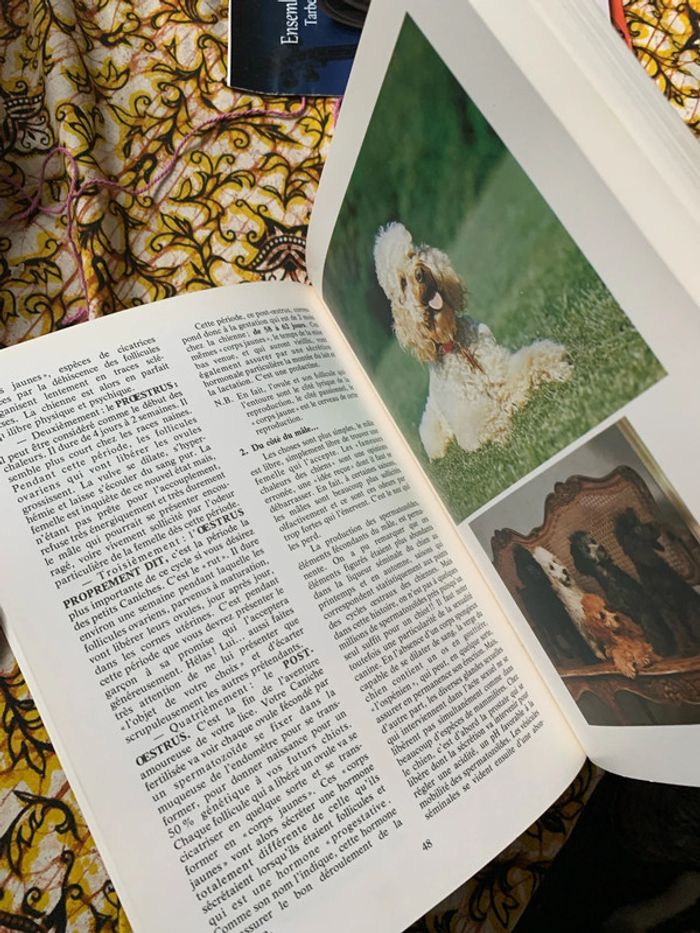 Le caniche - photo numéro 8