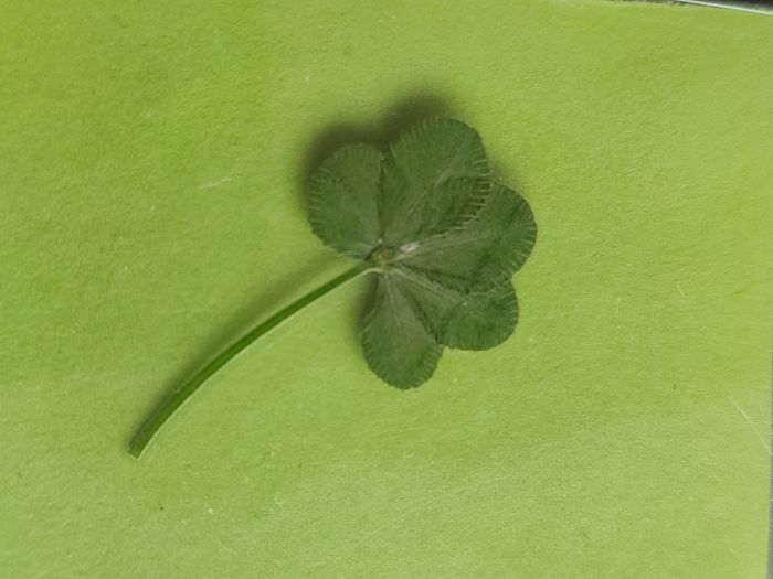 Trèfles à 4, 5 et 6 feuilles - photo numéro 4