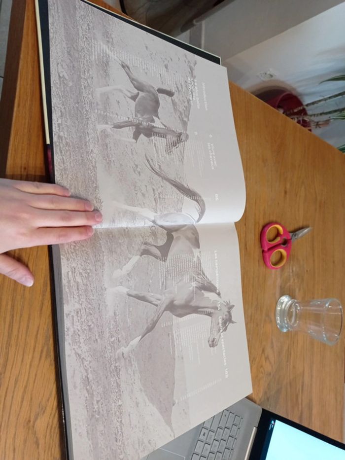 Les chevaux - photo numéro 5