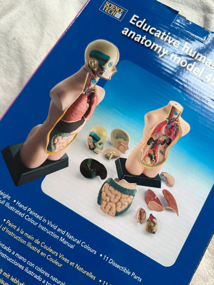 Model d’anatomie éducatif 49cm - photo numéro 4
