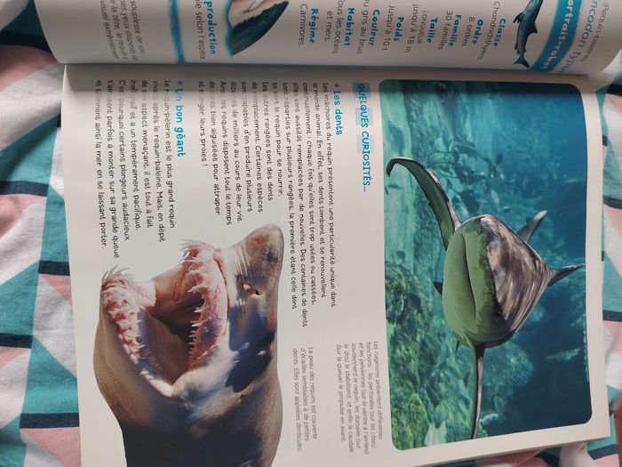 Le sais tu - photo numéro 4