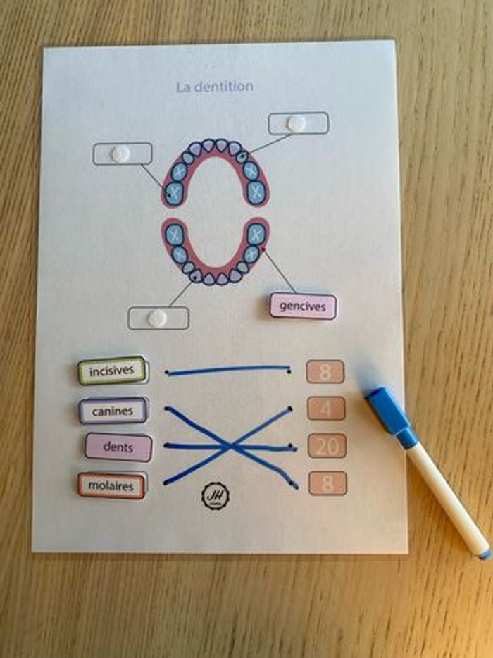 Fiche Montessori : Le corps humain : Les dents - photo numéro 4