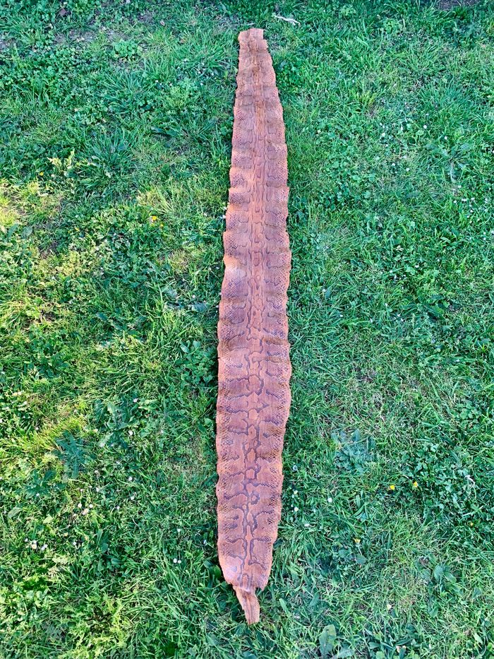 Véritable peau de serpent 🐍 tannée - photo numéro 7