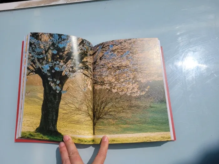 Livre 🌳 Sacrés Arbre🌴 Michel Beauvais (92) - photo numéro 4