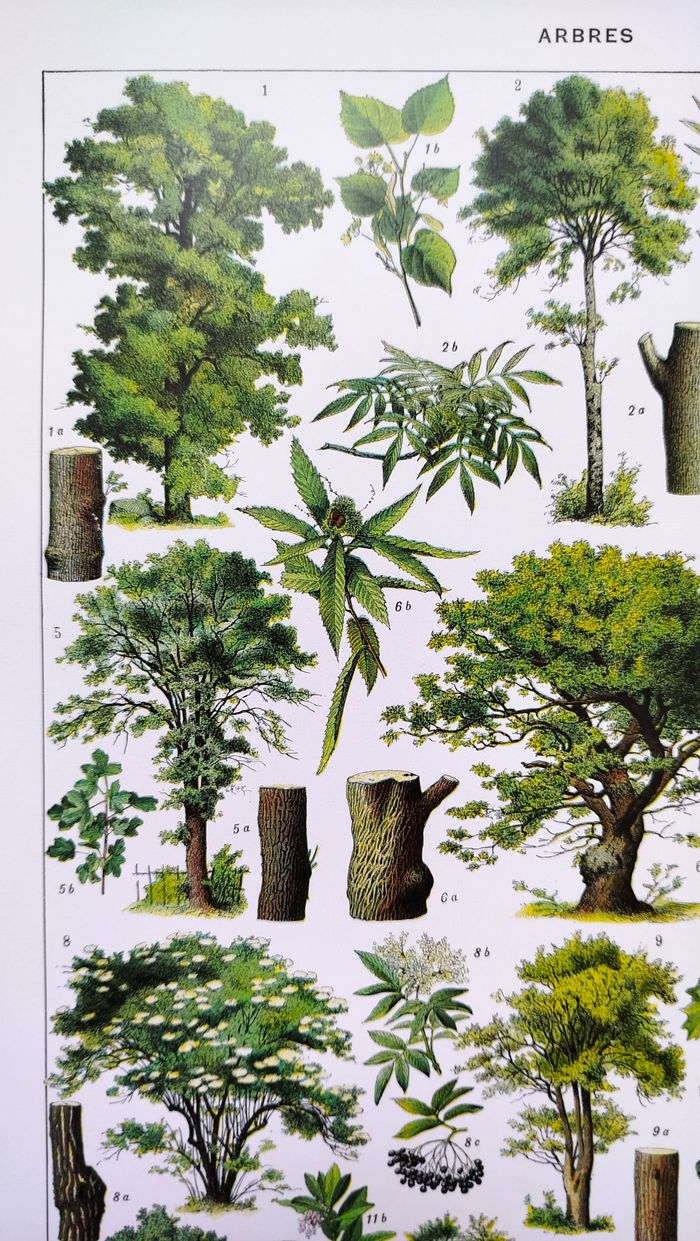 Affiche sur les arbres "tilleul", d'après une lithographie de 1928 - photo numéro 2