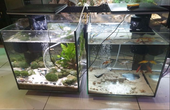 Aquarium complet