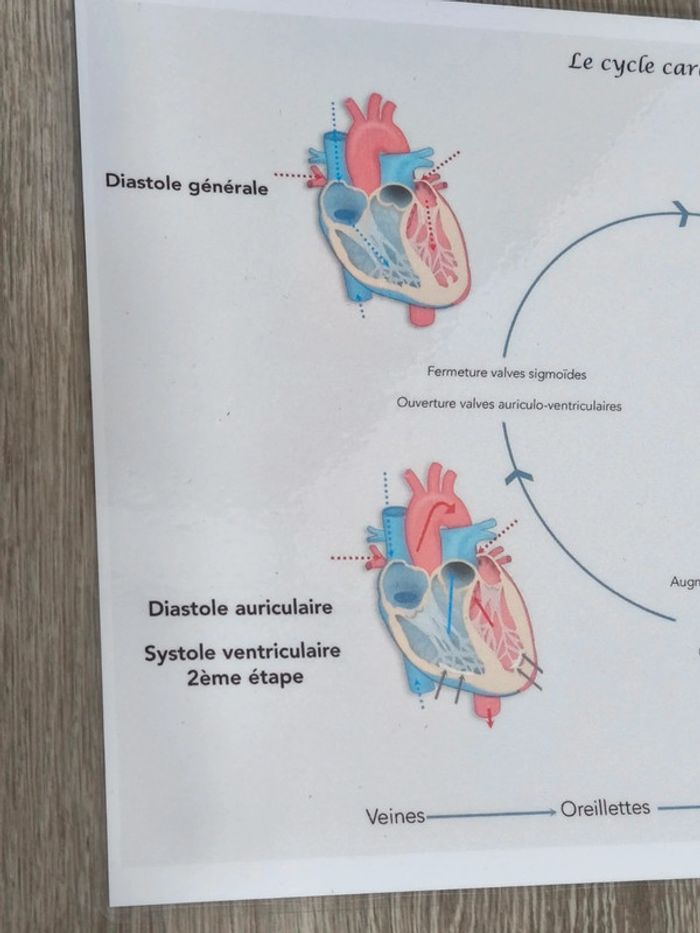 Fiche A4 du cycle cardiaque - photo numéro 2