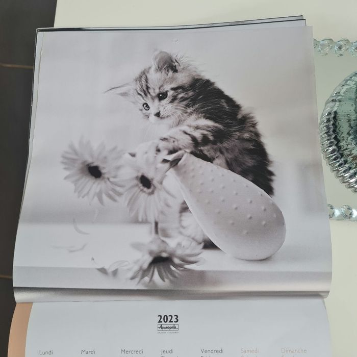 Calendrier chats 2023 - photo numéro 8