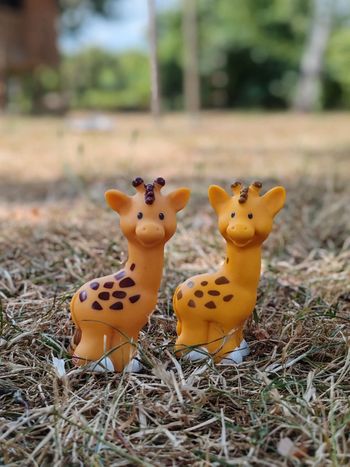 Couple girafes little people