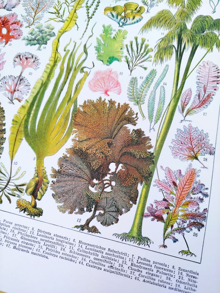 🌿 Affiche sur les algues, d'après une lithographie de 1928 - photo numéro 4