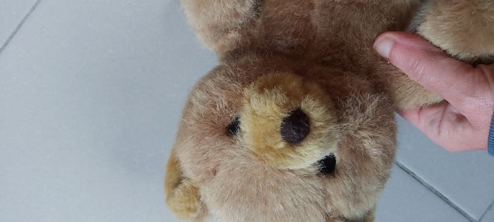 Ourson - photo numéro 6