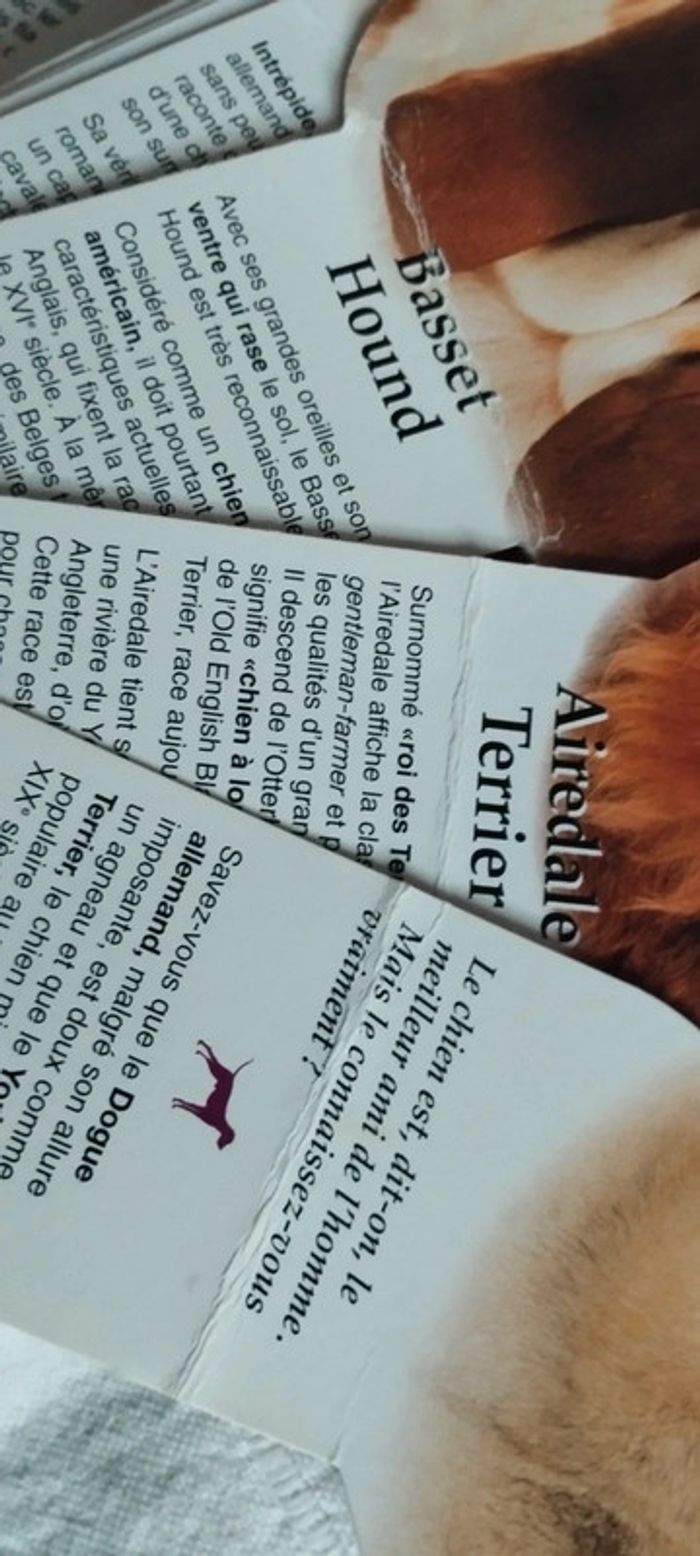 L'éventail des Chiens - photo numéro 9