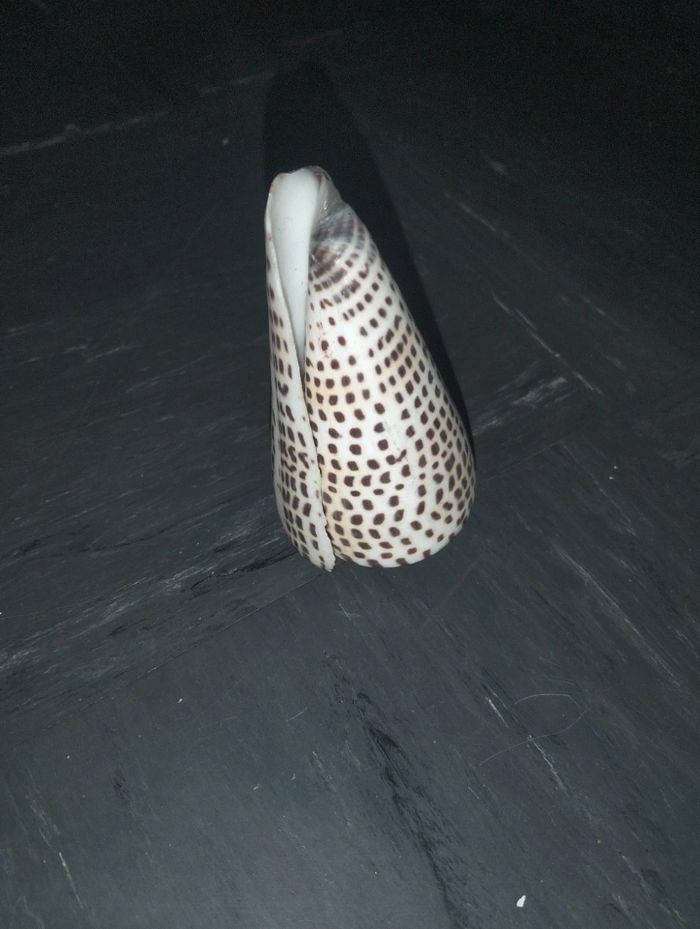 Coquillages - photo numéro 3