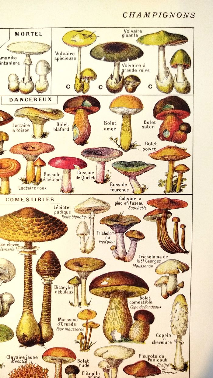 🍄Affiche sur les champignons comestibles et vénéneux, d'après une lithographie de 1920 - photo numéro 4