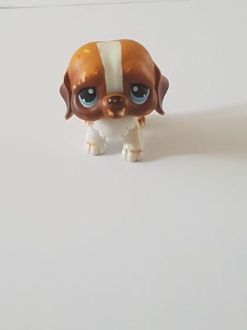 Littlest Petshop Chien Saint-Bernard blanc marron