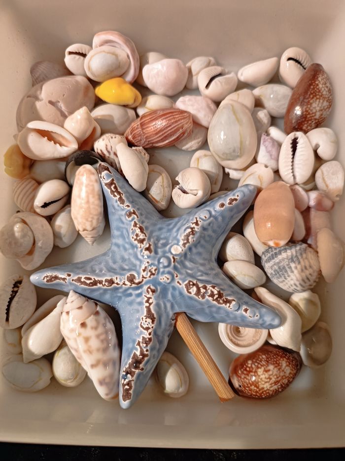 Boite de petits coquillages - photo numéro 4