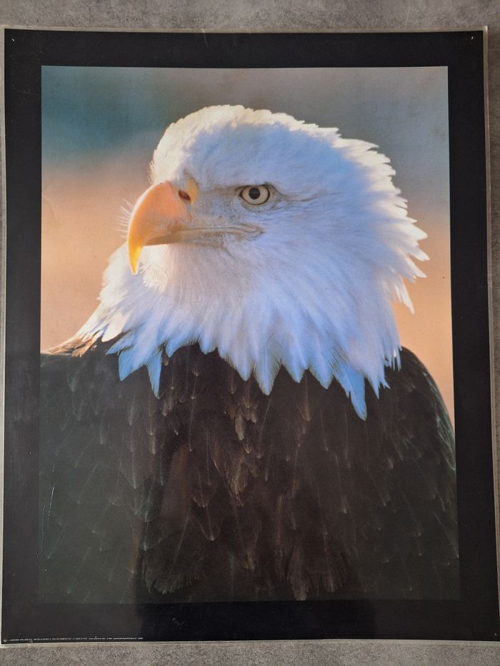 Lot 4 photos/posters aigle - photo numéro 4