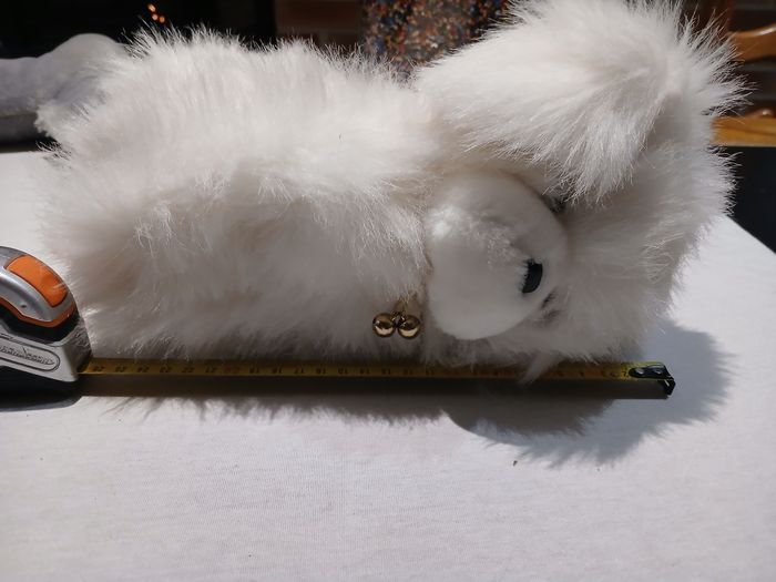 Chien - photo numéro 2