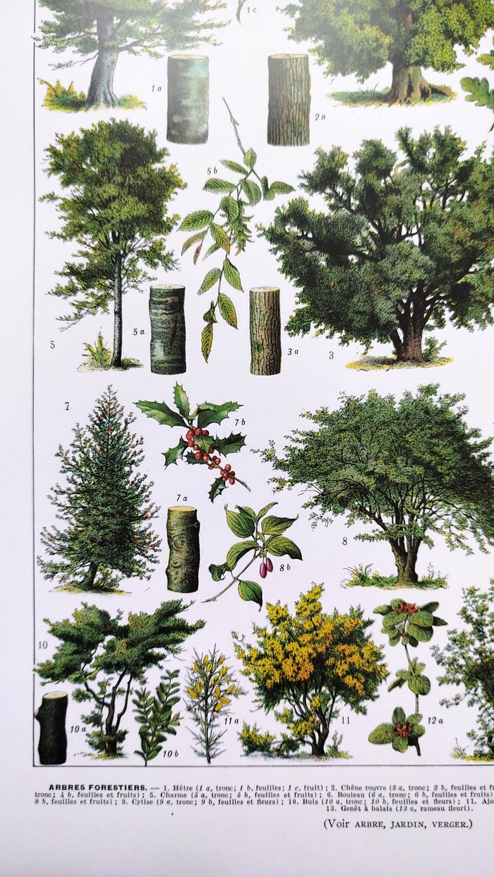 Affiche sur les arbres "hêtre", d'après une lithographie de 1928 - photo numéro 3