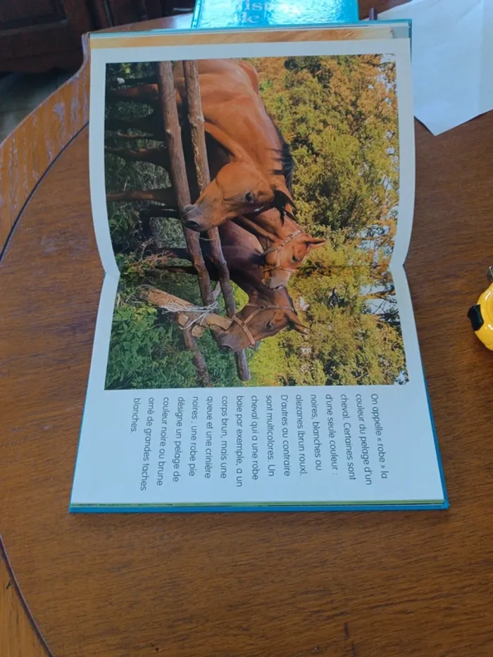 Les chevaux - photo numéro 4
